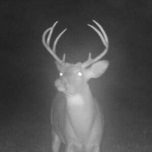 Meet your Posher, Donald